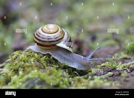 Attēlu rezultāti vaicājumam “Cepaea hortensis”