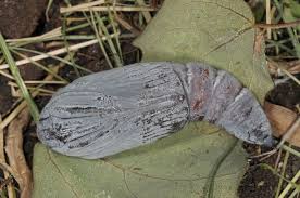 Attēlu rezultāti vaicājumam “Catocala fraxini”