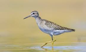 Attēlu rezultāti vaicājumam “Tringa glareola adult”