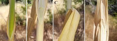 Attēlu rezultāti vaicājumam “Allium scorodoprasum leaf”