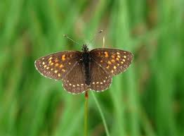 Attēlu rezultāti vaicājumam “Melitaea diamina”