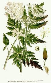 Attēlu rezultāti vaicājumam “Anthriscus sylvestris leaf”