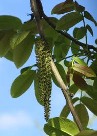 Attēlu rezultāti vaicājumam “Juglans regia leaf”