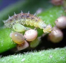 Attēlu rezultāti vaicājumam “Syrphus larva”