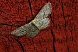 Attēlu rezultāti vaicājumam “Geometridae”