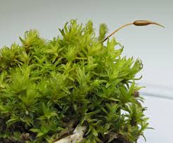 Attēlu rezultāti vaicājumam “Barbula unguiculata macro”