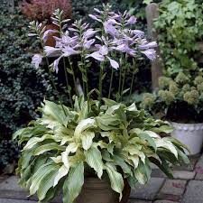 Image result for Hosta White Feather