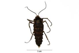 Attēlu rezultāti vaicājumam “Erannis defoliaria imago”