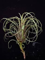 Attēlu rezultāti vaicājumam “Dicranella crispa”