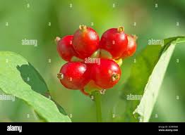 Attēlu rezultāti vaicājumam “Lonicera caprifolium fruit”
