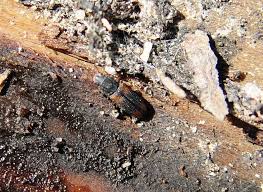 Attēlu rezultāti vaicājumam “Bitoma crenata imago”