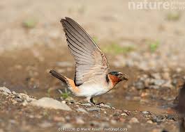 Image result for Petrochelidon pyrrhonota