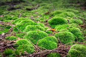 Attēlu rezultāti vaicājumam “moss”