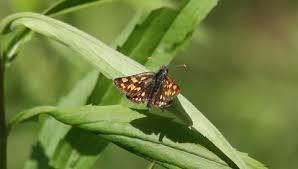 Attēlu rezultāti vaicājumam “Carterocephalus palaemon underside”