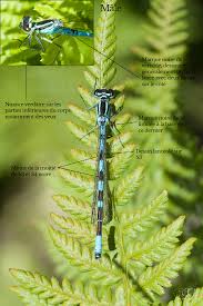 Attēlu rezultāti vaicājumam “Coenagrion hastulatum”