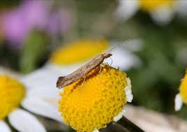 Attēlu rezultāti vaicājumam “Plutellidae”