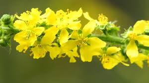 Attēlu rezultāti vaicājumam “Agrimonia eupatoria flower”