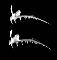 Image result for Paralichthys dentatus