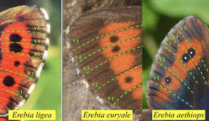 Attēlu rezultāti vaicājumam “Erebia ligea upperside”