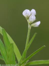 Attēlu rezultāti vaicājumam “Vicia hirsuta flower”