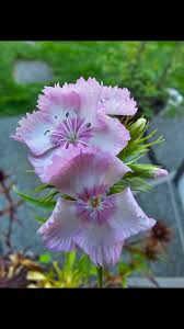 Attēlu rezultāti vaicājumam “Dianthus arenarius bud”