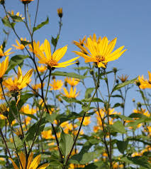 Attēlu rezultāti vaicājumam “Helianthus tuberosus flower”