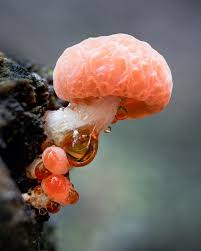 Attēlu rezultāti vaicājumam “Rhodotus palmatus”