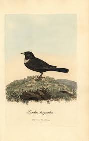 Image result for Turdus torquatus
