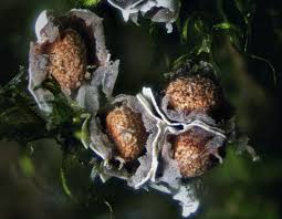 Attēlu rezultāti vaicājumam “Diderma testaceum”