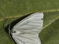 Attēlu rezultāti vaicājumam “Siona lineata”