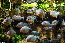 Image result for Prestatyn Piranhas