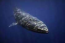 Image result for Balaenoptera omurai