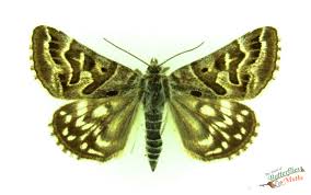 Attēlu rezultāti vaicājumam “Callistege mi”