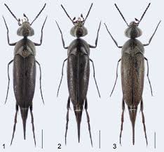 Attēlu rezultāti vaicājumam “Mordellidae”