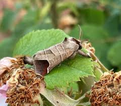 Attēlu rezultāti vaicājumam “Clostera curtula”