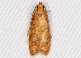 Attēlu rezultāti vaicājumam “Agonopterix hypericella”