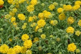 Image result for Gaillardia pulchella