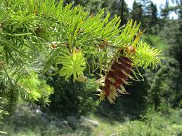 Attēlu rezultāti vaicājumam “Pseudotsuga menziesii var. glauca”