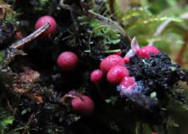 Attēlu rezultāti vaicājumam “Lycogala fuscoolearium young”