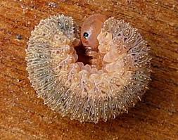 Attēlu rezultāti vaicājumam “Tenthredo mandibularis larva”