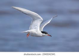 Image result for Sterna hirundo