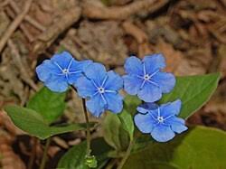 Image result for Omphalodes verna