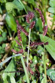 Attēlu rezultāti vaicājumam “Echinochloa crus-galli leaf”