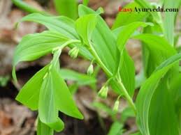 Attēlu rezultāti vaicājumam “Polygonatum verticillatum leaf”