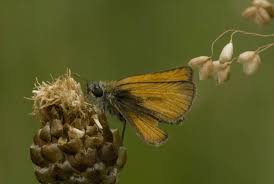 Attēlu rezultāti vaicājumam “Thymelicus sylvestris male”