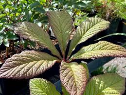 Image result for Rodgersia chocolate wings