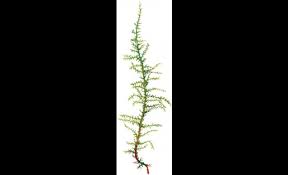 Attēlu rezultāti vaicājumam “Palustriella decipiens”