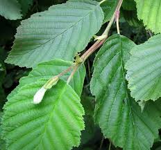 Attēlu rezultāti vaicājumam “Alnus incana leaf”