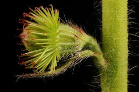 Attēlu rezultāti vaicājumam “Agrimonia eupatoria fruit”