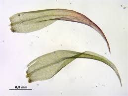 Attēlu rezultāti vaicājumam “Warnstorfia fluitans”